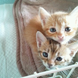 里親募集してます！