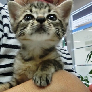 キジトラ生後約１.5ヶ月女の子