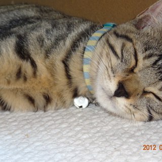 おとなしくて甘えん坊