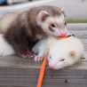 フェレット２匹の里親になってください。 サムネイル1