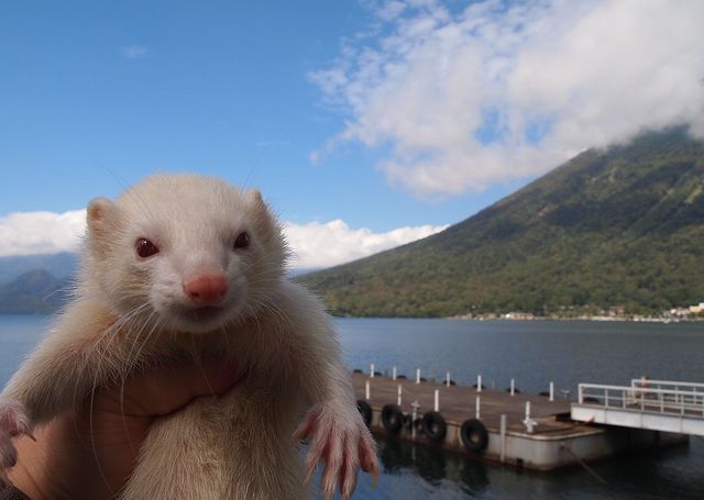 フェレット２匹の里親になってください。 サムネイル3