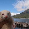 フェレット２匹の里親になってください。 サムネイル3