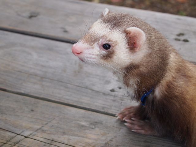 フェレット２匹の里親になってください。 サムネイル2