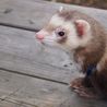 フェレット２匹の里親になってください。 サムネイル2
