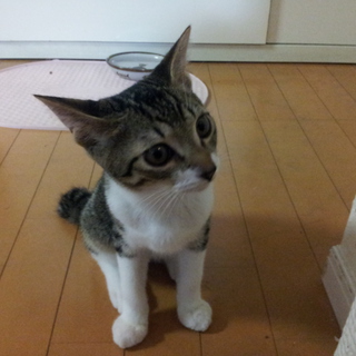 自分も人間だと思ってる甘えん坊な子です。