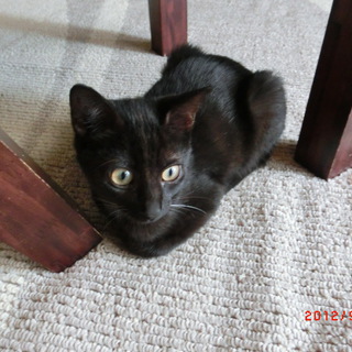 可愛い仔猫の里親募集！