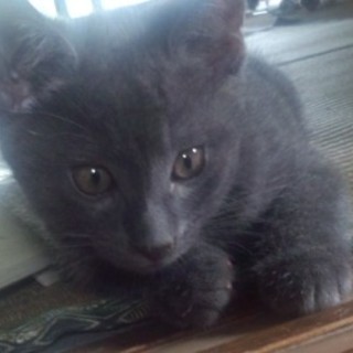 くいしんぼ子猫