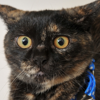 こむぎ嬢。まったりおとなしい子。