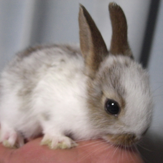 子ウサギの里親募集
