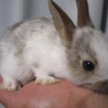 子ウサギの里親募集 サムネイル2