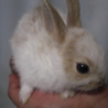 子ウサギの里親募集 サムネイル3