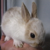 子ウサギの里親募集 サムネイル4
