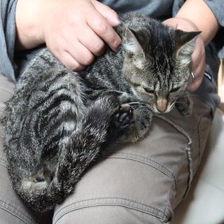 キジトラの女の子、里親決定しました！ありがとうございました