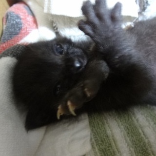 兄弟最後の１匹です