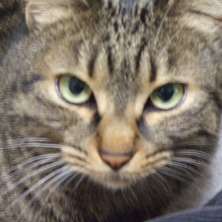 キジトラ美人猫ちゃん里親募集