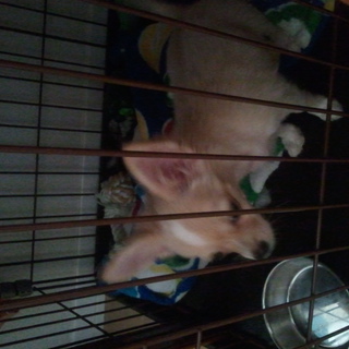 里親さん決定！ありがとうございました！