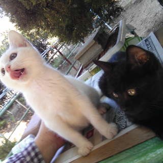 白黒はっきり！オセロ兄弟