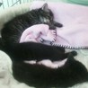 ふわふわのちょっと長毛の子猫です サムネイル6