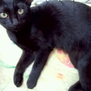 1匹里親募集です☆