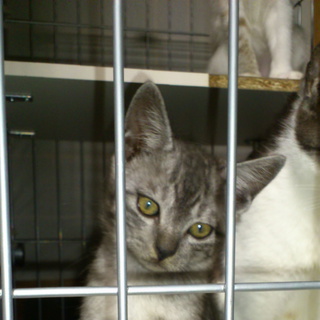 ｱﾒﾘｶﾝｼｮｰﾄﾍｱｰ風グレーのしましまちゃん