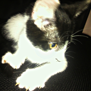 保護した仔猫の里親を募集しています。