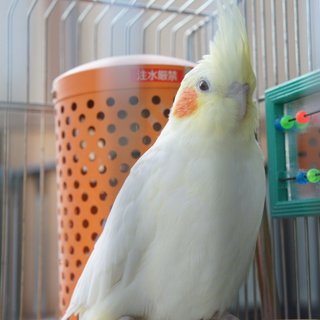 オカメちゃん譲ります