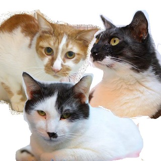 保護は継続しております