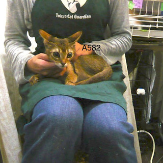 アビシニアン子猫♂