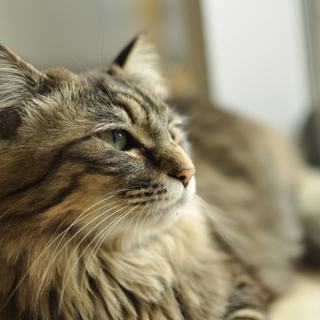 《里親が決まりましたので、募集を終了します。沢山のお問い合わせありがとうございました。》　ミュウ。性格も、見た目もかわいい成猫（メス）です。