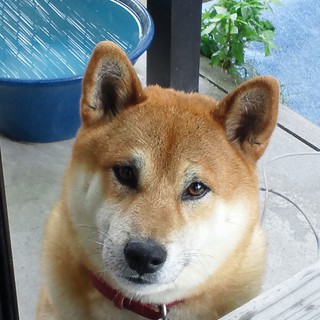 素敵な里親様、お願いします！！