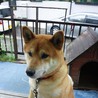 素敵な里親様、お願いします！！ サムネイル3
