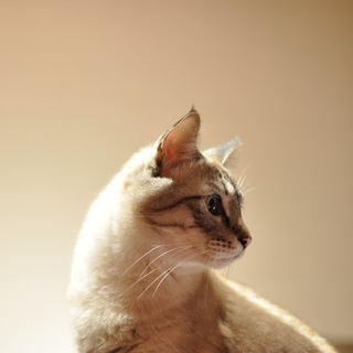 《里親が決まりましたので、募集を終了します。沢山のお問い合わせありがとうございました。》　ロロ。元気ハツラツでファンキーな成猫（オス）です。