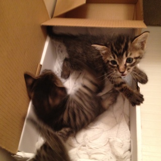 かわいい子猫の里親さんを募集しています（３匹／男の子・女の子）