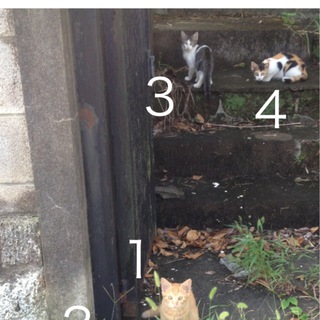 緊急募集！置き去りの僕たちを助けて！！