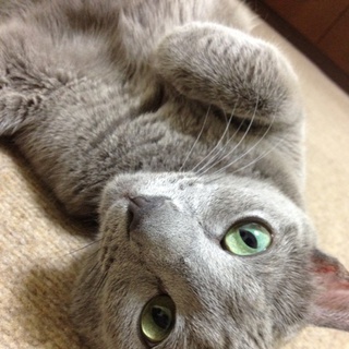 里親決まりました。