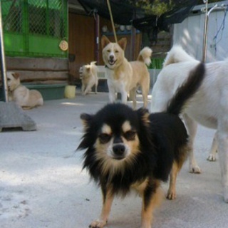 可愛い陽気なチワワ