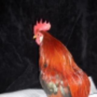 チャボ（うずら尾チャボ）のオス