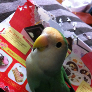 里親きまりました！