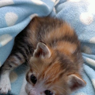 子猫の里親募集☆