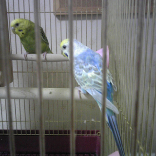 優しい里親さんに貰われました