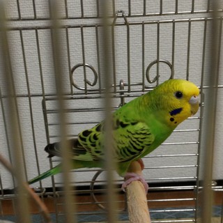 セキセイインコの里親を探しています