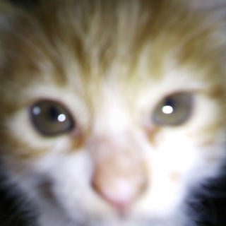 子猫三匹産まれました！