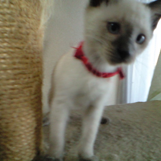 シャム柄かわいいこねこ