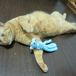 《急募》茶トラ猫君の里親さんを探しています！