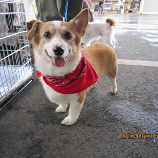 可愛いコーギー(リリィ）の里親さん募集