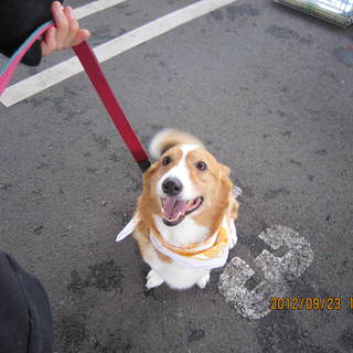 可愛いコーギー（三太郎）の里親さん募集