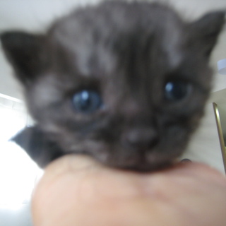 ２００ｇのブラックスモークの子猫