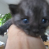２００ｇのブラックスモークの子猫 サムネイル2
