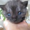 ２００ｇのブラックスモークの子猫 サムネイル3