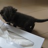２００ｇのブラックスモークの子猫 サムネイル4